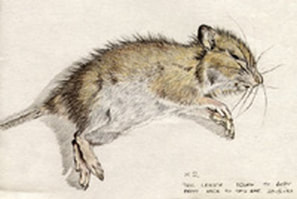 sketch field mouse